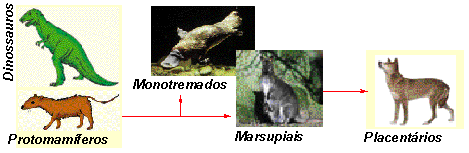 Animais Mamíferos Animais Mamíferos