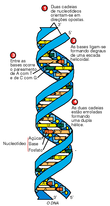 DNA